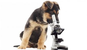 Wormbesmetting bij de hond Wormbesmetting bij de hond