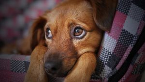 Is jouw hond bang voor harde geluiden?