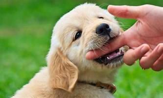 Denemarken toeter Noord Scherpe puppytandjes kunnen hard bijten - Hondenschool LUPO